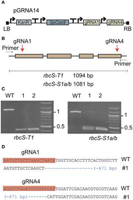 CRISPR-Cas9-Mediated Mutagenesis of the Rubisco Small Subunit Family in Nicotiana tabacum